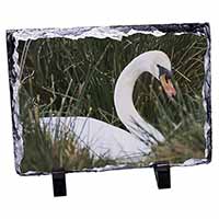 Swan in Grass Land, Stunning Animal Photo Slate