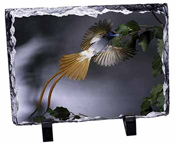 Humming Bird, Stunning Photo Slate