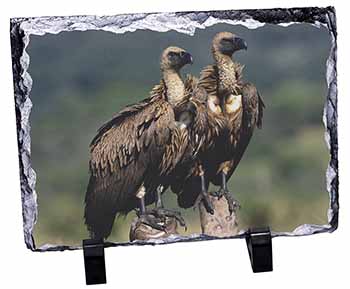 Vultures on Watch, Stunning Photo Slate
