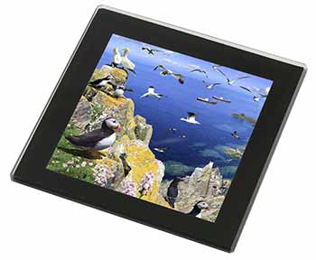 Puffins and Sea Bird Montage Black Rim High Quality Glass Coaster