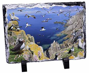 Puffins and Sea Bird Montage, Stunning Photo Slate