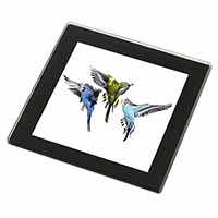 Budgerigars, Budgies in Flight Black Rim High Quality Glass Coaster