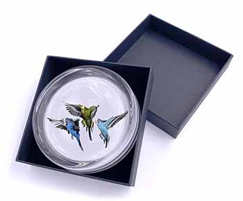 Budgerigars, Budgies in Flight Glass Paperweight in Gift Box