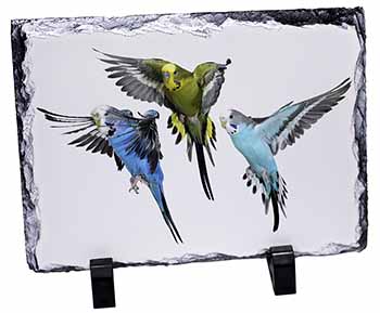 Budgerigars, Budgies in Flight, Stunning Photo Slate