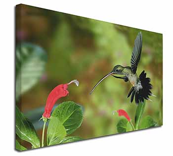 Green Hermit Humming Bird Canvas X-Large 30"x20" Wall Art Print