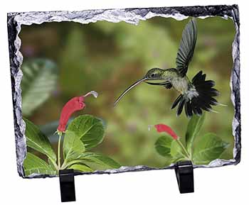 Green Hermit Humming Bird, Stunning Photo Slate