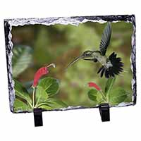 Green Hermit Humming Bird, Stunning Photo Slate