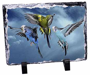 Budgies in Flight, Stunning Photo Slate