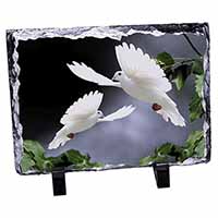 Beautiful White Doves, Stunning Photo Slate