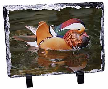 Lucky Mandarin Duck, Stunning Photo Slate