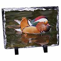 Lucky Mandarin Duck, Stunning Photo Slate