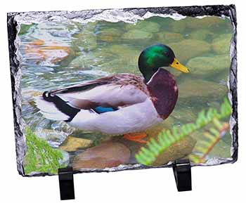 Mallard Duck by Stream, Stunning Photo Slate