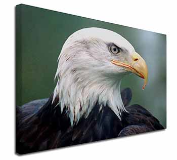 Eagle, Bird of Prey Canvas X-Large 30"x20" Wall Art Print