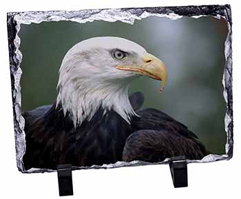 Eagle, Bird of Prey, Stunning Photo Slate