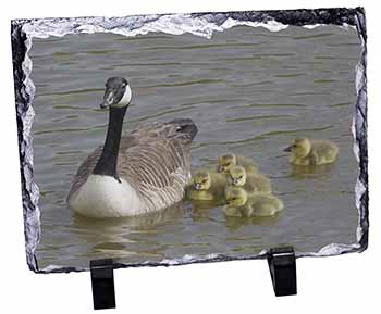 Canadian Geese and Goslings, Stunning Photo Slate