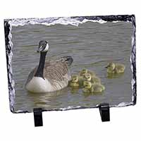 Canadian Geese and Goslings, Stunning Animal Photo Slate