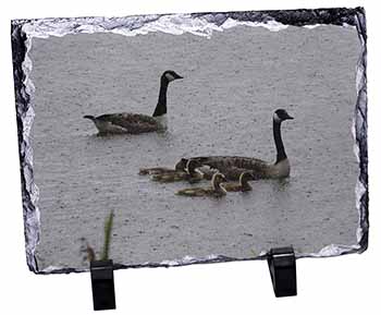Geese+Goslings in Heavy Rain, Stunning Photo Slate