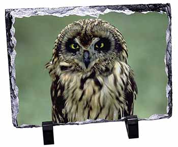 Cute Tawny Owl, Stunning Photo Slate