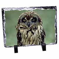 Cute Tawny Owl, Stunning Photo Slate Printed Full Colour - Advanta Group®