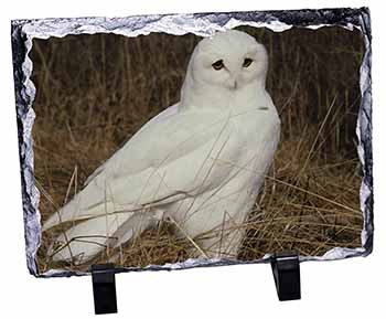 White Barn Owl, Stunning Photo Slate