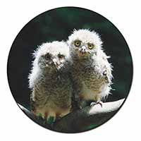 Baby Owl Chicks Fridge Magnet Printed Full Colour