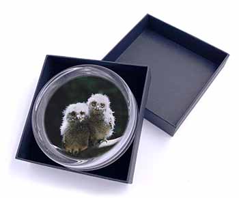 Baby Owl Chicks Glass Paperweight in Gift Box