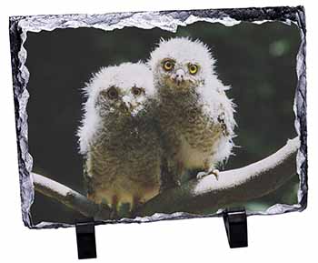 Baby Owl Chicks, Stunning Photo Slate