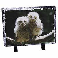 Baby Owl Chicks, Stunning Animal Photo Slate