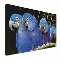 Hyacinth Macaw Parrots Canvas X-Large 30"x20" Wall Art Print