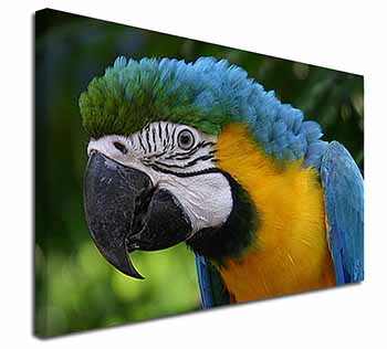 Blue+Gold Macaw Parrot Canvas X-Large 30"x20" Wall Art Print