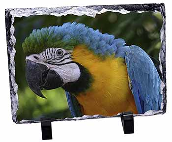 Blue+Gold Macaw Parrot, Stunning Photo Slate