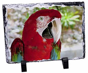 Green Winged Red Macaw Parrot, Stunning Photo Slate