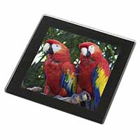 Macaw Parrots in Palm Tree Black Rim High Quality Glass Coaster