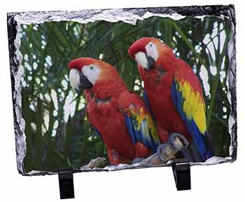 Macaw Parrots in Palm Tree, Stunning Photo Slate