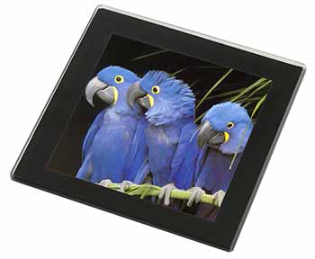 Hyacinth Macaw Parrots Black Rim High Quality Glass Coaster