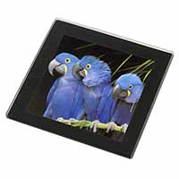 Hyacinth Macaw Parrots Black Rim High Quality Glass Coaster