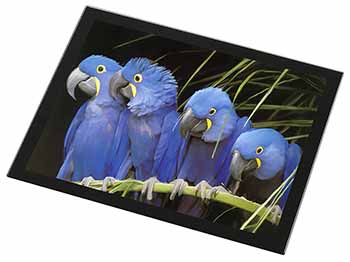 Hyacinth Macaw Parrots Black Rim High Quality Glass Placemat