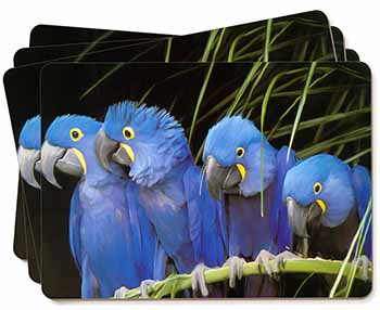 Hyacinth Macaw Parrots Picture Placemats in Gift Box