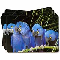 Hyacinth Macaw Parrots Picture Placemats in Gift Box