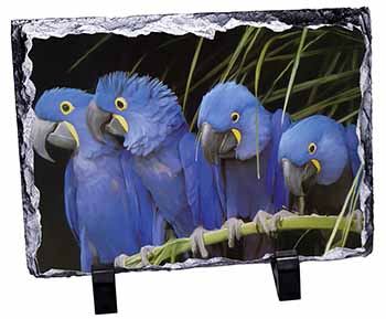 Hyacinth Macaw Parrots, Stunning Photo Slate
