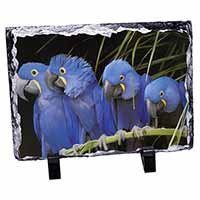 Hyacinth Macaw Parrots, Stunning Photo Slate