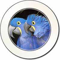 Hyacinth Macaw Parrots Car or Van Permit Holder/Tax Disc Holder