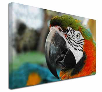 Face of a Macaw Parrot Canvas X-Large 30"x20" Wall Art Print
