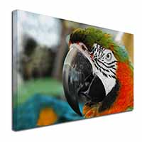 Face of a Macaw Parrot Canvas X-Large 30"x20" Wall Art Print