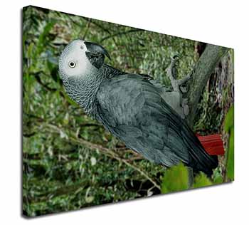 African Grey Parrot Canvas X-Large 30"x20" Wall Art Print