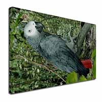 African Grey Parrot Canvas X-Large 30"x20" Wall Art Print