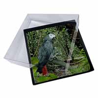 4x African Grey Parrot Picture Table Coasters Set in Gift Box