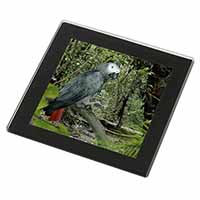 African Grey Parrot Black Rim High Quality Glass Coaster