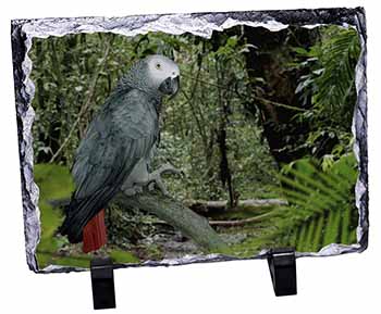 African Grey Parrot, Stunning Photo Slate