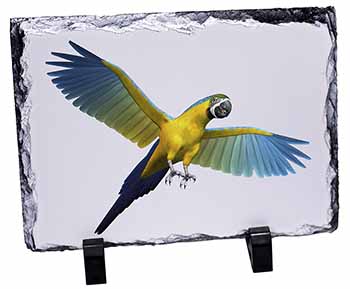 In-Flight Flying Parrot, Stunning Photo Slate